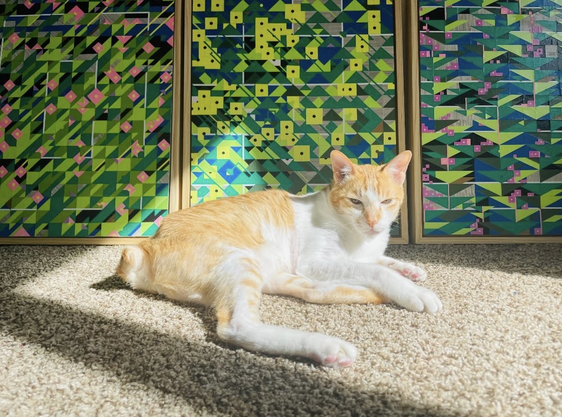 Cat in sun with collages